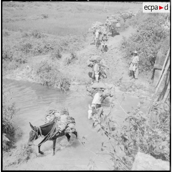 Colonne muletière de la 2e section de la 2e batterie du 64e régiment d'artillerie d'Afrique (RAA) sur la RC 3, entre Phu Loi et Thaï Nguyen.