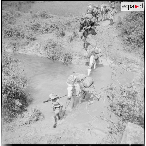 Colonne muletière de la 2e section de la 2e batterie du 64e régiment d'artillerie d'Afrique (RAA) sur la RC 3, entre Phu Loi et Thaï Nguyen.