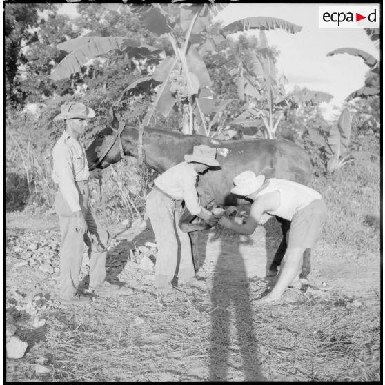 Ferrage d'un mulet par le maréchal-ferrant de la section de la 2e section de la 2e batterie du 64e régiment d'artillerie d'Afrique (RAA).