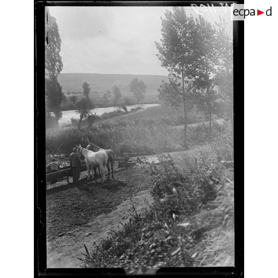 La Falouse, chevaux à l'abreuvoir. [légende d'origine]