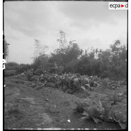 Des légionnaires du 5e REI (régiment étranger d'infanterie) embusqués derrière un bosquet au cours d'une opération sur la route entre Hanoï et Haïphong.