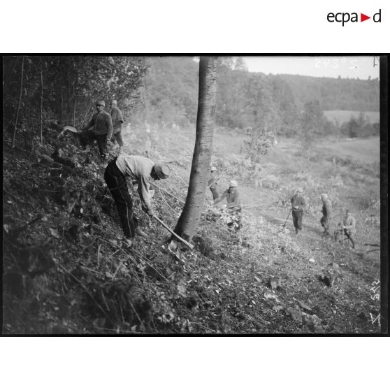 Roy Saint Nicolas (Aisne). Abattage d'un arbre. [légende d'origine]