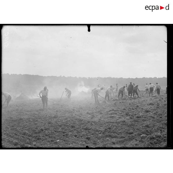 Versailles-Trianon (Seine-et-Oise). Pépinières nationales de plants de légumes. Défrichement de plants de légumes. [légende d'origine]