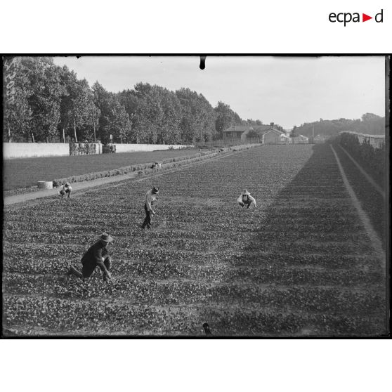 Versailles-Trianon (Seine-et-Oise). Pépinières nationales de plants de légumes. Vue d'ensemble du terrain de Trianon Palace. [légende d'origine]