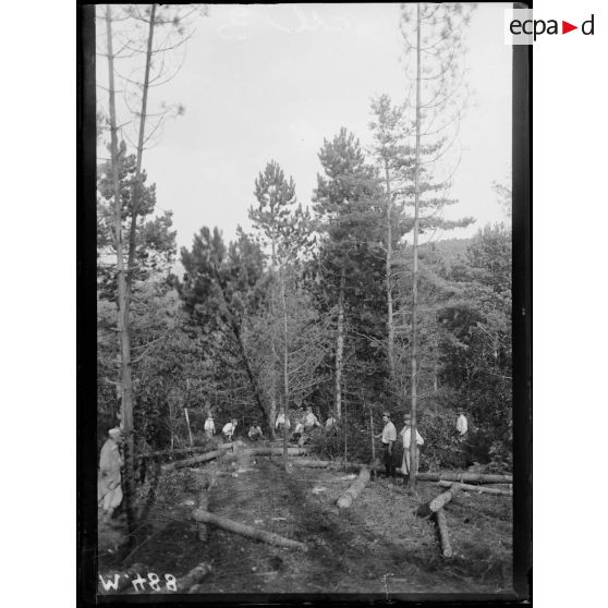 Des soldats du Génie exploitent une forêt de pins dans la région de Reims. [légende d'origine]