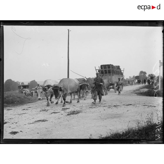 Un convoi de ravitaillement trainé par des boeufs dans les environs de Fismes. [légende d'origine]