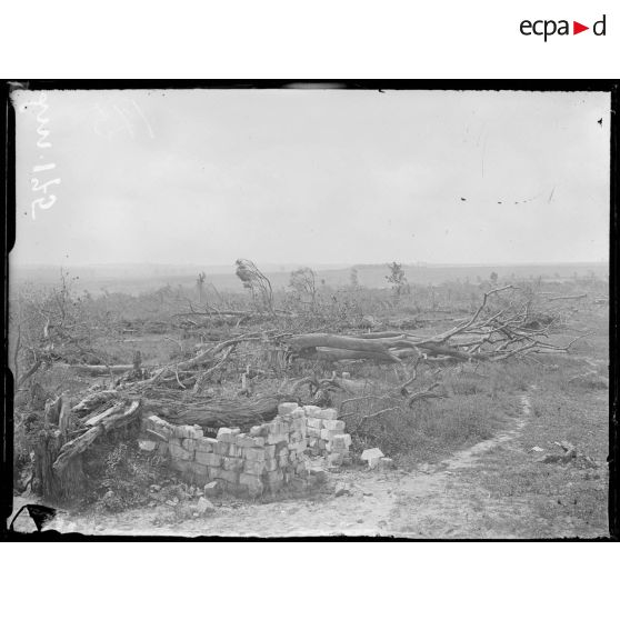 Hendecourt-lès-Ransart, Pas-de-Calais, les arbres du parc du château. [légende d'origine]