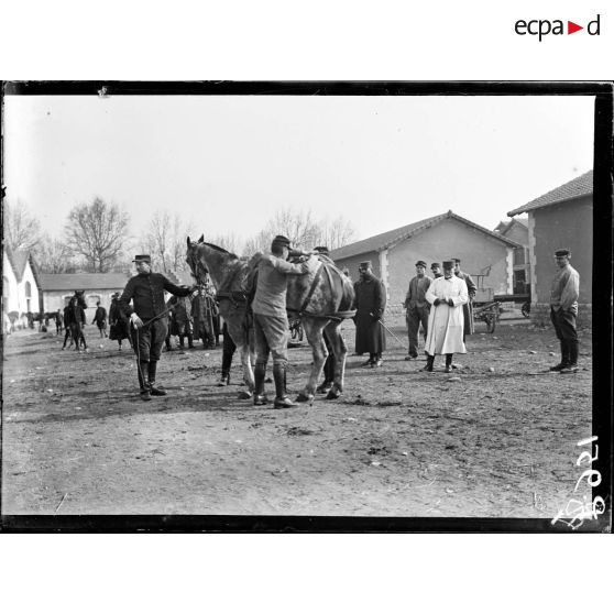 Lyon. Dressage des chevaux canadiens (méthode du Lieutenant Dumas du 54e d'artillerie). Le cheval est bridé. [légende d'origine]