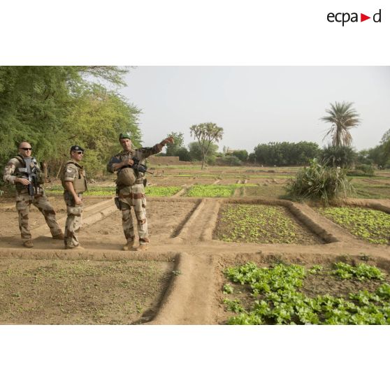 Un horticulteur s'occupe d'arroser des plants de légumineuses au maraîcher de Gao, au Mali.