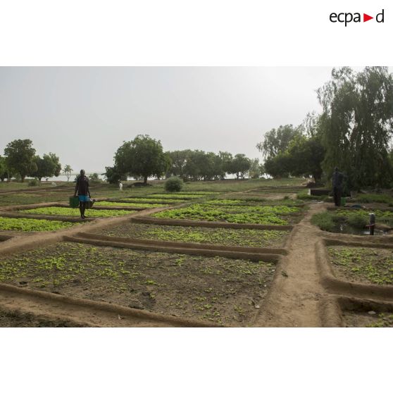 Un jardinier s'occupe d'arroser des plants de légumineuses au maraîcher de Gao, au Mali.