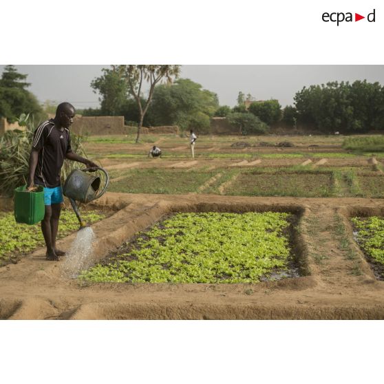 Un horticulteur s'occupe d'arroser des plants de légumineuses au maraîcher de Gao, au Mali.