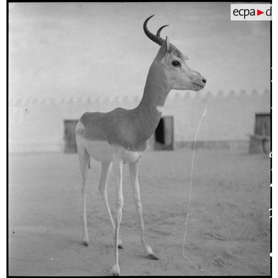 Antilope apprivoisée devant le poste des tirailleurs de N'Guigmi (Niger).