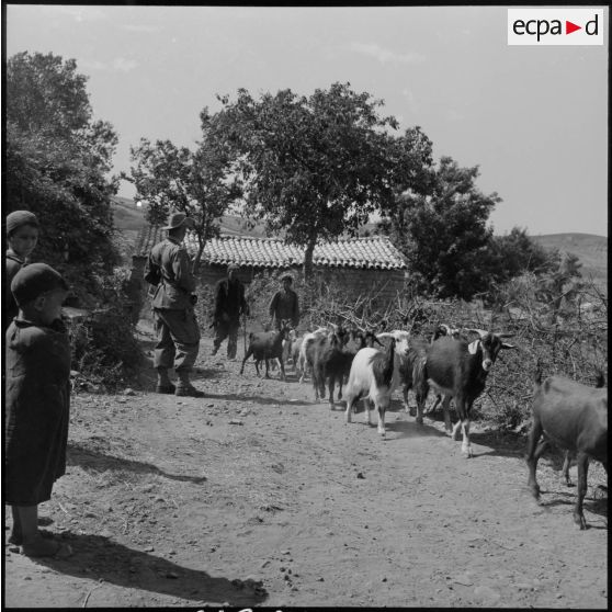 Jeunes bergers de Tala'n Taghrast conduisant leur troupeau sous le regard d'un soldat du 291e BI (bataillon d'infanterie).