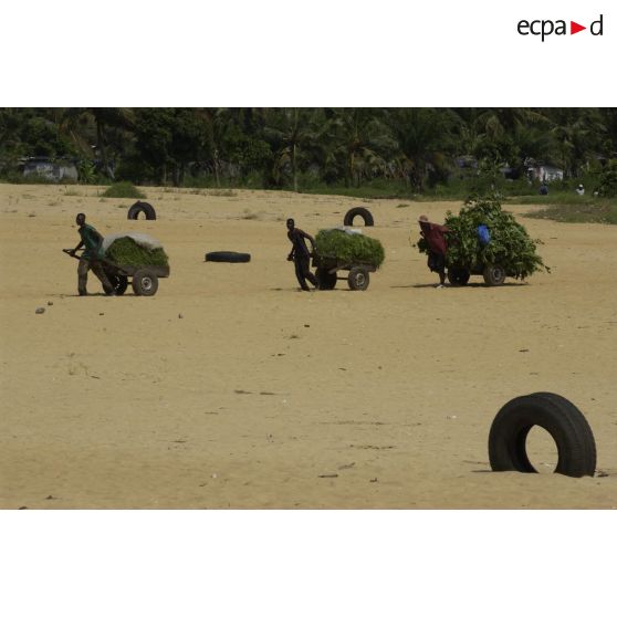 Vie quotidienne à Abidjan. Des hommes tirent des chariots loudement chargés de végétation sur le sable.