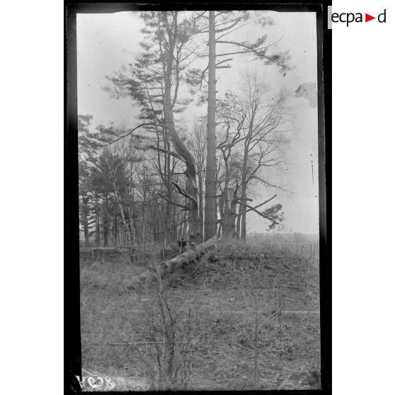 Château de Dombasle. Près forêt de Facq. (Entre Pont à Mousson et Nomény). Effet d'obus sur un arbre. [légende d'origine]