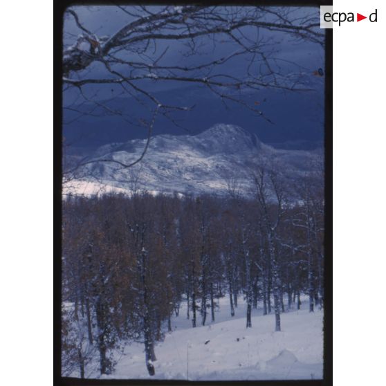 Forêt de Tamesguida au sud de Djidjelli. [légende d'origine]