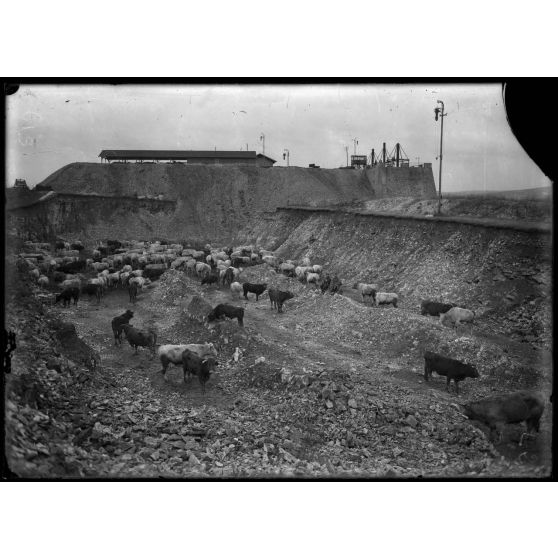 RFV. Carrière du four à chaux de Billemont occupée par un troupeau destiné à l'armée. [légende d'origine]