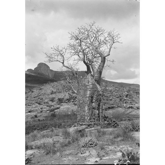 Un arbre à Antambohobe.