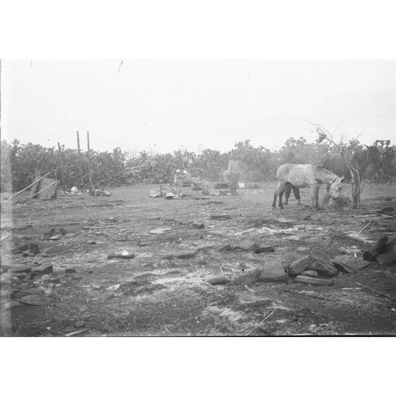 Village abandonné. Campement. [légende d'origine]