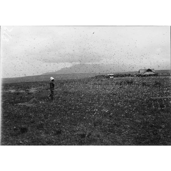 [Un officier de l'infanterie coloniale au milieu d'un essaim de sauterelles à Betroka.]