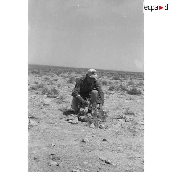 Un caporal allemand (Gefreiter) camoufle une mine antichar (Tellermine 35) sous des branchages provenant d'un arbuste.