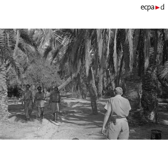 Promenade dans une palmeraie de Siwa (Egypte).