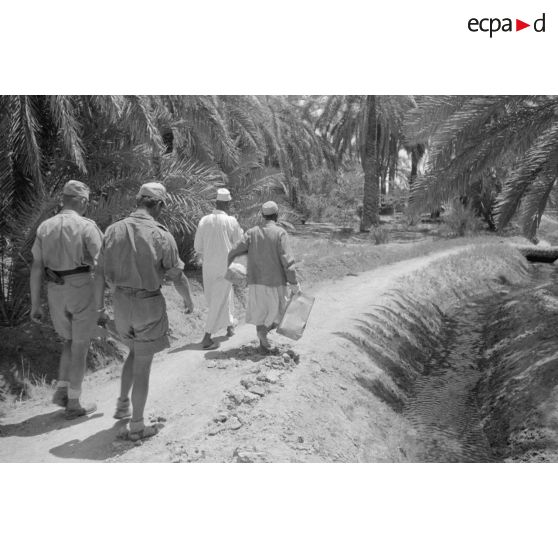 Dans l'oasis de Siwa.