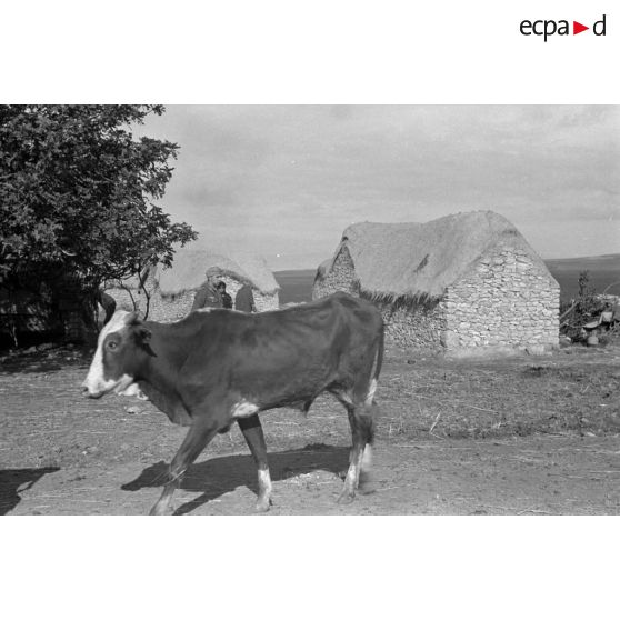 Un village tunisien où se sont installés des éléments de la 10.Panzer-DIvision.