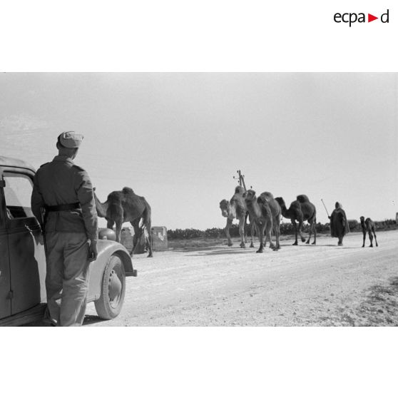 Des dromadaires progressent sur la route, le chauffeur d'une voiture de la 6e compagnie de propagande allemande observe la scène.