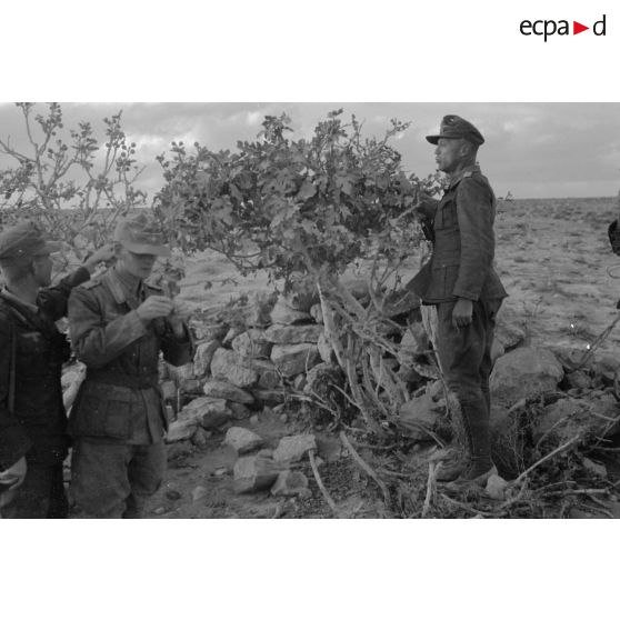 Des soldats dont un lieutenant (Leutnant) cueillent les fruits d'un arbuste.