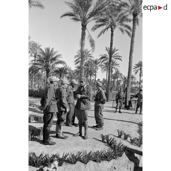 Officiers et soldats italiens et allemands sur la position au milieu d'une palmeraie.