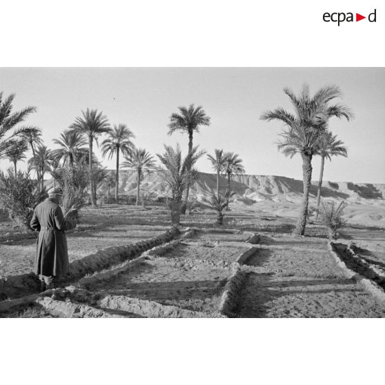 Culture irriguée et palmiers, un Leutnant prend des notes sur le système d'irrigation.