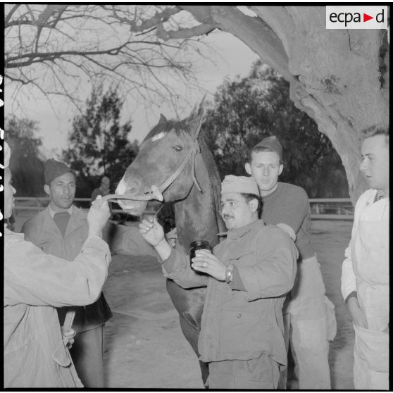 Cheval soigné par un vétérinaire du 31e Groupe vétérinaire (GV) à Mostaganem.