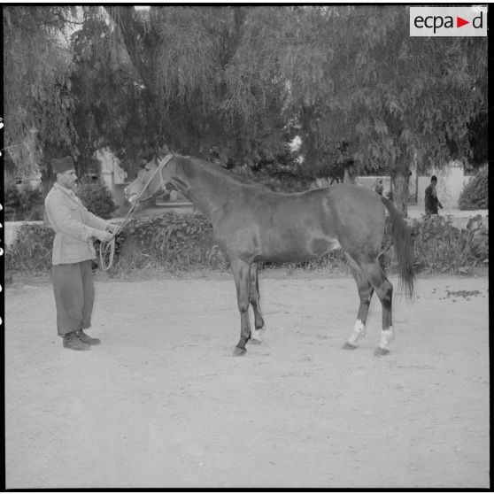 Cheval avec son dresseur au 31e Groupe vétérinaire (GV) à Mostaganem.