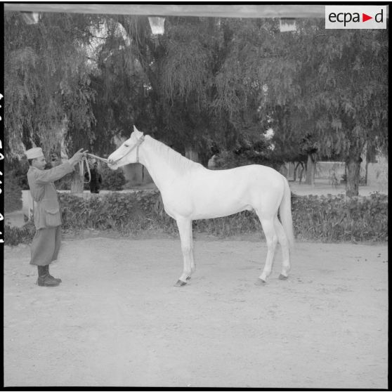 Cheval avec son dresseur au 31e Groupe vétérinaire (GV) à Mostaganem.