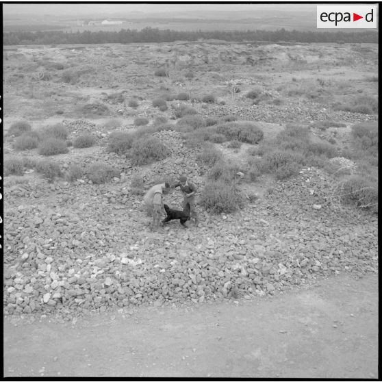 Dressage d'attaque d'un chien au 31e Groupe vétérinaire (GV) à Mostaganem.