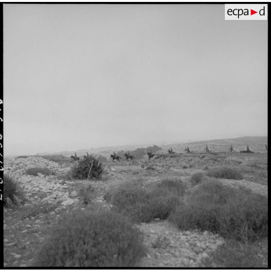 Les chevaux du 31e Groupe Vétérinaire (GV) dans le djebel près de Mostaganem.