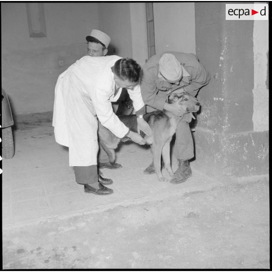 Examen d'un chien par des vétérinaires du 31e Groupe vétérinaire (GV) à Mostaganem.