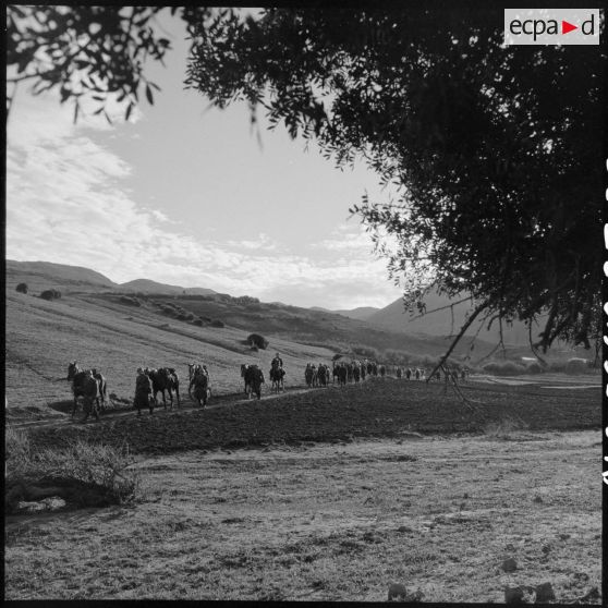 Exercice du 31e Groupe Vétérinaire (GV) sur les bords de l'Oued Chelif près de Mostaganem.