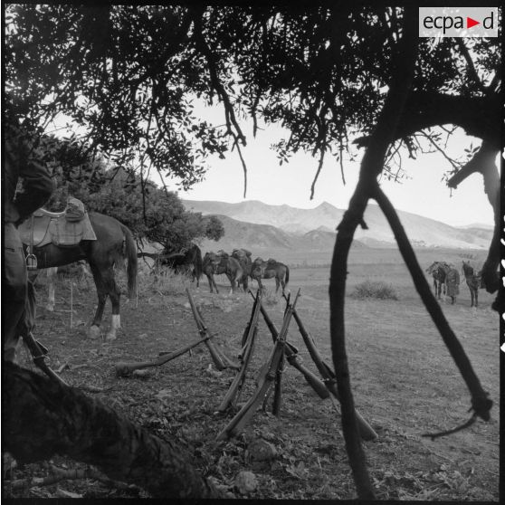 Exercice du 31e Groupe Vétérinaire (GV) sur les bords de l'Oued Chelif près de Mostaganem.