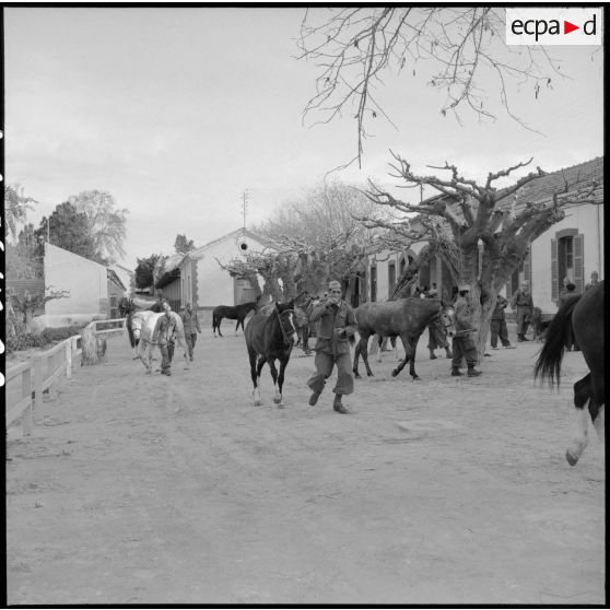 Soldats avec leurs chevaux au cantonnement au 31e Groupe vétérinaire (GV) à Mostaganem.