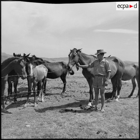 Un soldat du 4e RChC s'occupant des chevaux.