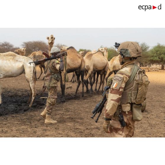 Un légionnaire du 2e régiment étranger d'infanterie (2e REI) et un soldat malien croisent la route d'un troupeau de dromadaires lors d'une patrouille dans le Liptako, au Mali.