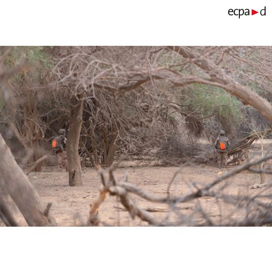 Des légionnaires du 2e régiment étranger d'infanterie (2e REI) ratissent une forêt dans le Liptako, au Mali.