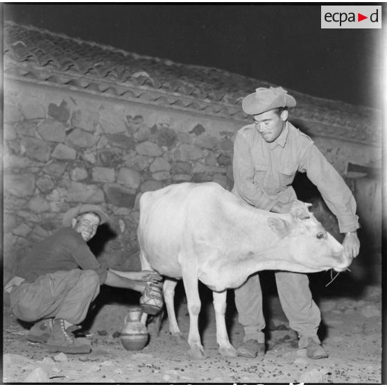 Le 1re classe Stangunnec et le caporal-chef Evanno traient un vache avent de préparer le café.