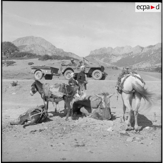 Un convoi de la 3/131e régiment d'infanterie (RI) passe devant deux algériens qui gardent leurs mulets dans les environs de Bou-Caïd.