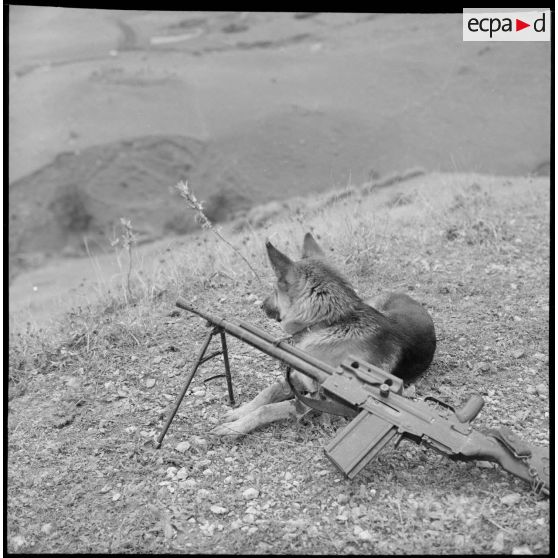 Un chien de la 31e GV monte la garde auprès du fusil-mitrailleur.