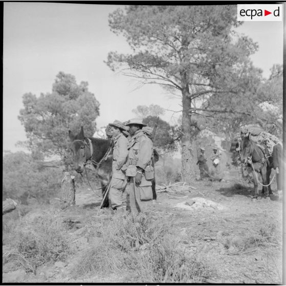 Des soldats de la 1re compagnie muletière gardent leurs mulets dans la forêt des Beni-Melloul.