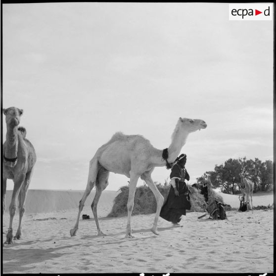 Dromadaires du 1er peloton monté de la compagnie méhariste du Tassili près du massif du Tassili n'Ajjer.