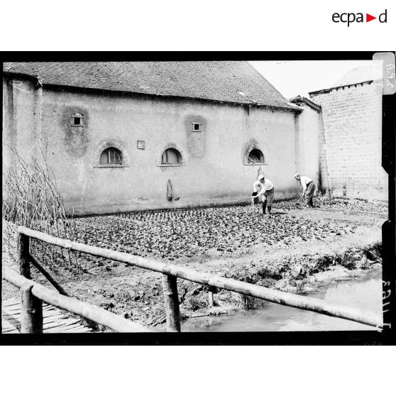 Courmelois (Marne). Jardin potager créé et cultivé par les soldats à Courmelois. [légende d'origine]